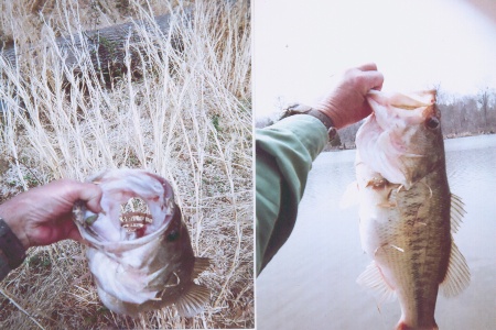Bass Hog 11 Pounder Caught By Steve Mcgoldrick
