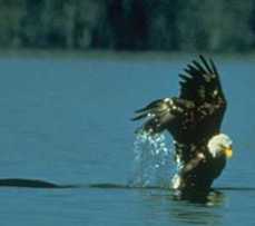 Eagle Possibly Eating Lead Poisoned Fish